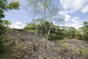 Deforestation Prints: Slash and burn forest clearance, Alcoy Forest, Cebu Island, Philippines