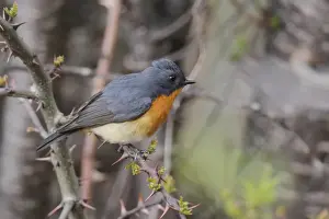 Fly Catcher Prints: Slaty-backed Flycatcher (Ficedula hodgsonii) adult