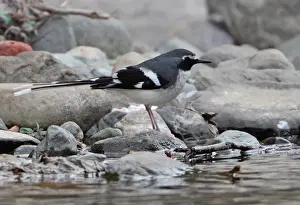 Himalayan Prints: Slaty-backed Forktail (Enicurus schistaceus) adult