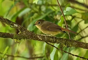 Slaty-blue Flycatcher (Ficedula tricolor diversa) adult female, perched on twig, Doi Inthanon N. P