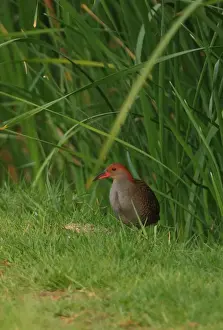 Rail Prints: Slaty-breasted Rail (Gallirallus striatus albiventer) adult