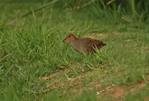 Slaty-breasted Rail (Gallirallus striatus albiventer) adult, standing on grassy bank at edge of marsh, Thailand, february