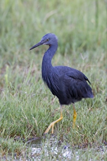 Egrets Prints: Slaty Egret (Egretta vinaceigula) adult, walking in wetland, Okavango Delta, Botswana