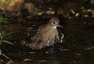 Waterbirds Prints: Slaty-legged Crake (Rallina eurizonoides telmatophila) immature