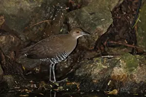 Slaty-legged Crake (Rallina eurizonoides telmatophila) immature, standing at edge of forest pool, Kaeng Krachan N. P. Thailand, november
