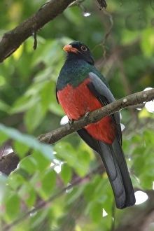 Rainforest Prints: Slaty-tailed Trogon (Trogon massena) adult male