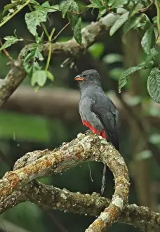 Rains Prints: Slaty-tailed Trogon (Trogon massena hoffmanni) adult female