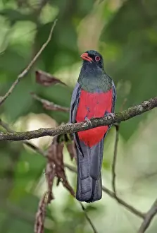 Slaty-tailed Trogon (Trogon massena hoffmanni) adult male, perched on branch, Pipeline Road, Panama, November