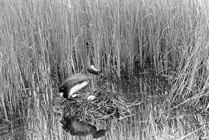 Eric Prints: Slavonian Grebe at nest. Loch Ruthven Inverness-shire 1939