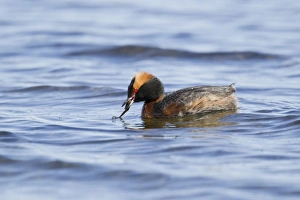 Slavonian Grebe (Podiceps auritus) adult, breeding plumage, feeding on stickleback, Iceland, June