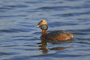 Slavonian Grebe (Podiceps auritus) adult, breeding plumage, swimming, Iceland, June