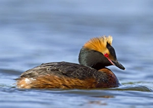 Slavonian Grebe (Podiceps auritus) adult, breeding plumage, swimming, Finland, june