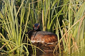Slavonian Grebe (Podiceps auritus) adult, breeding plumage, sitting on nest in reedbed, Iceland, June