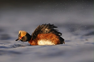 Slavonian Grebe (Podiceps auritus) adult, breeding plumage, shaking water from feathers on water, Iceland, June