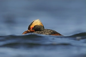 Slavonian Grebe (Podiceps auritus) adult, breeding plumage, resting on water, Iceland, June