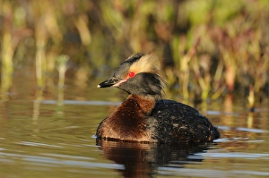 Slavonian Grebe (Podiceps auritus) adult, breeding plumage, swimming, Iceland, June
