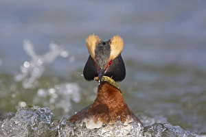 Slavonian Grebe (Podiceps auritus) adult female, breeding plumage, with stickleback prey in beak, swimming on lake
