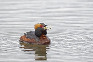 Grebes Prints: Slavonian Grebe (Podiceps auritus) adult male