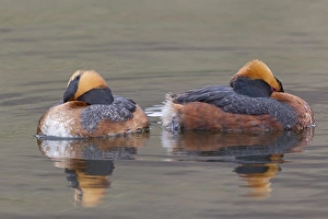 Slavonian Grebe (Podiceps auritus) adult pair, breeding plumage, resting on lake, Lake Myvatn, Iceland, May