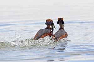 Slavonian Grebe (Podiceps auritus) adult pair, breeding plumage, in weed dance courtship display on lake, Lake Myvatn