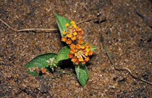 Madagascar Prints: Sleeper Weed - Madagascar