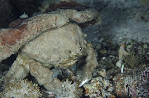 Decapoda Prints: Sleepy Sponge Crab (Dromia dormia) adult