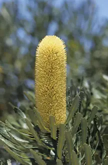 Australia Prints: Slender Banksia (Banksia attenuata) close-up of flower, Australia