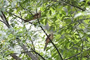 Pigeon Prints: Slender-billed Cuckoo-dove (Macropygia amboinensis carteretia) adult pair