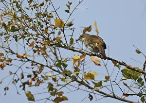 West Africa Prints: Slender-billed Greenbul (Stelgidillas gracilirostris gracilirostris) adult