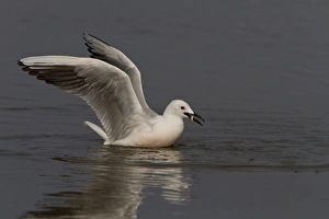 Donana Prints: Slender billed gull catching a fish - Coto Donana, Spain