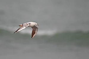 Slender-billed Gull (Larus genei) immature, first winter plumage, in flight over sea, Gambia, february