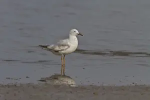 Donana Prints: Slender billed gull a late winter first year bird- Coto Donana, Spain