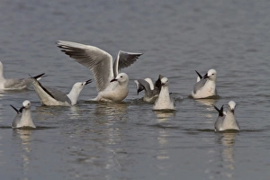 Donana Prints: Slender billed gulls - Coto Donana, Spain