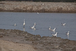 Donana Prints: Slender billed gulls with little egret - Coto Donana, Spain