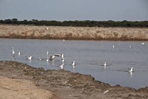 Slender billed gulls with little egret - Coto Donana, Spain