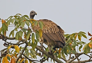 Old World Prints: Slender-billed Vulture (Gyps tenuirostris) adult