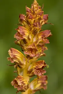 Broomrape Prints: Slender Broomrape (Orobanche gracilis) close-up of flowers