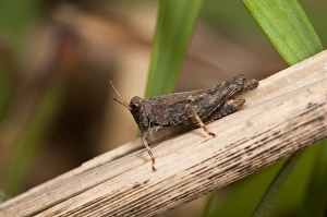 Grasshopper Prints: Slender Groundhopper (Tetrix subulata) adult