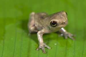 Tree Frog Prints: Slender-legged Treefrog (Osteocephalus sp)