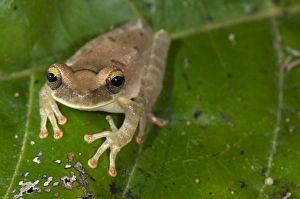 Slender-legged Treefrog (Osteocephalus sp. ) adult, sitting on leaf, Los Amigos Biological Station, Madre de Dios