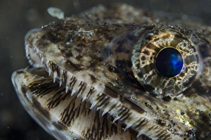 Slender Lizardfish (Saurida gracilis) adult, close-up of head, Lembeh Straits, Sulawesi, Sunda Islands, Indonesia