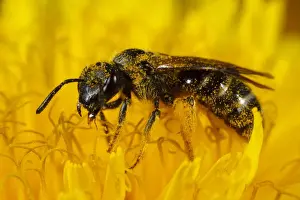 Dandelions Prints: Slender Mining Bee (Lasioglossum calceatum) adult female