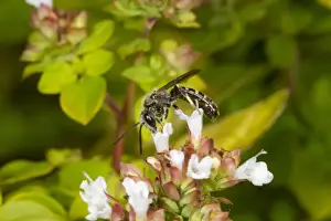 Slender Mining Bee (Lasioglossum calceatum) adult male, feeding on sedum flowers, Norfolk, England, September
