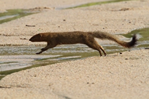 Jump Prints: Slender Mongoose (Galerella sanguinea) adult