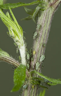 Wild Prints: Slender mugwort aphid, Macrosiphoniella oblonga, on wild mugwort plant, Artemesia vulgaris