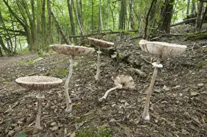 Parasol Prints: Slender Parasol (Macrolepiota mastoidea) fruiting bodies