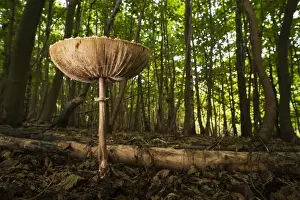 Slender Parasol (Macrolepiota mastoidea) fruiting body, growing amongst leaf litter on floor of coppice woodland
