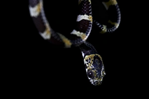 Cloudforest Prints: Slender Snail Sucker (Sibon dimidiatus) adult