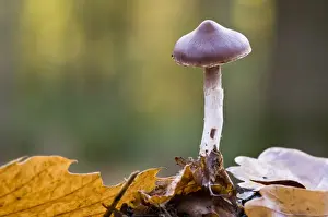 Brede High Woods Prints: Slender Webcap (Cortinarius casimiri) fruiting body