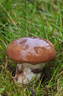 Body Prints: Slippery Jack (Suillus luteus) wet fruiting body